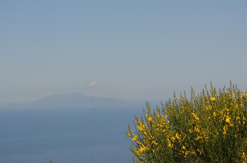 Le Ginestre Di Capri Bb & Holiday House Anacapri  Zewnętrze zdjęcie
