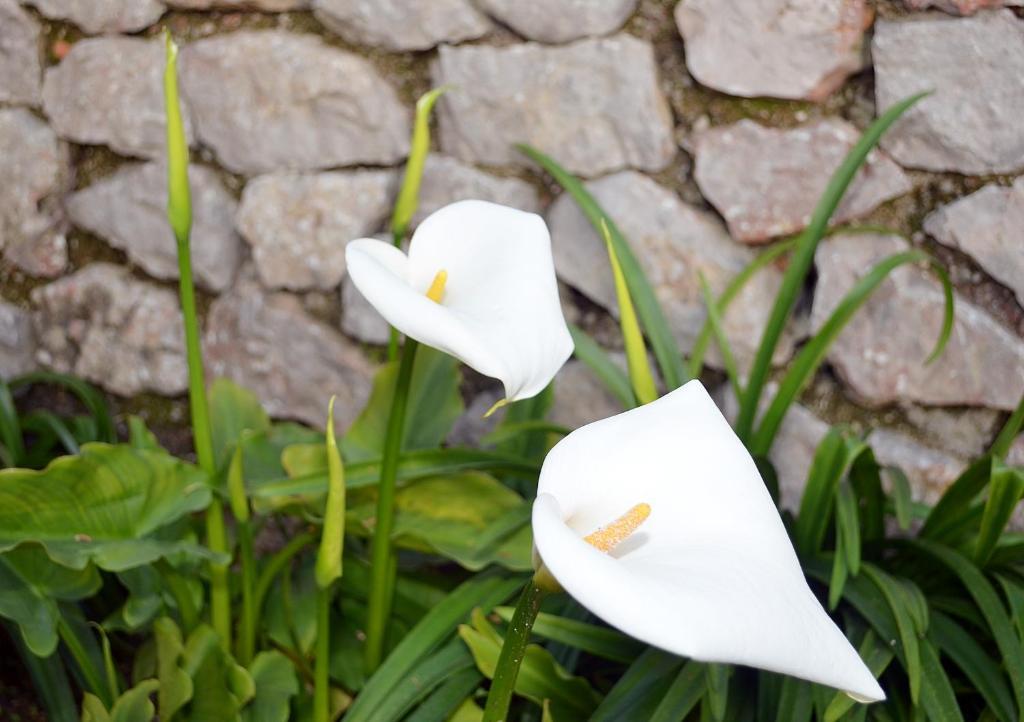 Le Ginestre Di Capri Bb & Holiday House Anacapri  Pokój zdjęcie